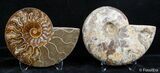 Inch Split Ammonite Pair #2636-1